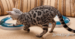 Bengal cat silber rosetted